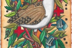 Plate 1.0 Vanellus Miles (Masked Lapwing (Plover))