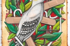 Plate 3.0 Cacatua galerita (Sulphur-crested cockatoo)